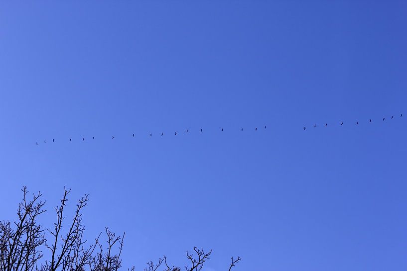 Geese flying off van Armand L'Ortije