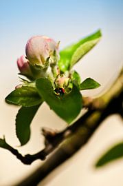Een eigen wereld in de bloesem. by Dennis Langerak