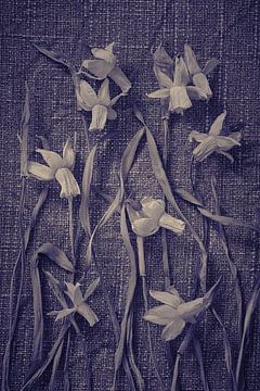 Still life of dried daffodils by Karel Ham