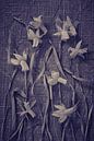 Still life of dried daffodils by Karel Ham thumbnail