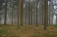 woods