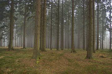 Bos Ardennen van Jeroen Grit