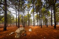 La forêt magique de conifères de Gran Canaria - une oasis de tranquillité et de mystère