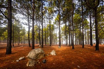 Der magische Nadelwald von Gran Canaria - eine Oase der Ruhe und des Geheimnisses