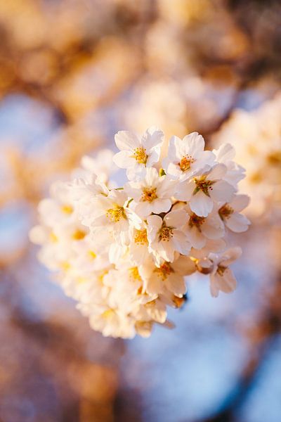 Cerisiers en fleurs à l'heure d'or, Sakura japonais à Almere, Pays-Bas III | Tirage botanique d'art par Evelien Lodewijks