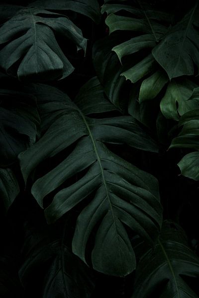 Monstera by Hello Pompoyo