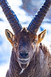 Capricorn frontal portrait