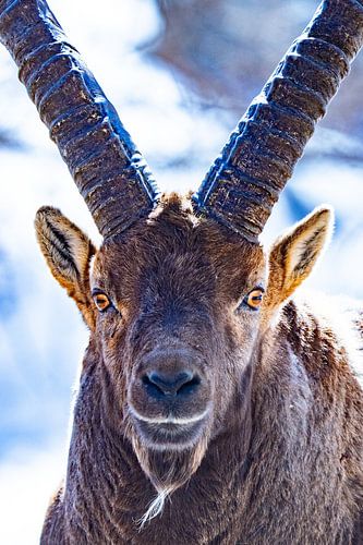 Portrait frontal du Capricorne