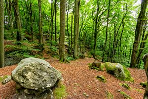 Mullerthal Trail V