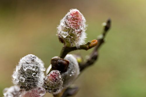 Macro-Close up Wilgenkatjes met smeltende rijp