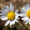 Just the two of us by Dirk Smit