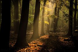 Speulderbos by Patrick Scholte