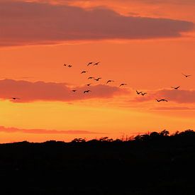 Vogels in de zonsondergang van Jannie Domburg van Woudenberg