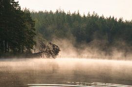 Toter Baum,bei Nebel der im Morgengrauen ins Wasser ragt