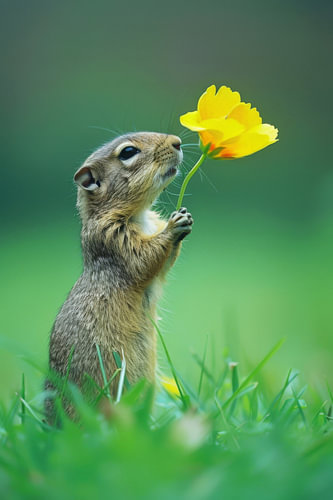 A rodent full of joy with a flower