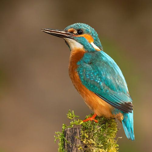 Kingfisher