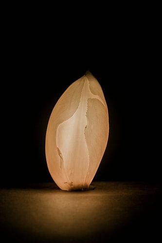 Het witlof licht
