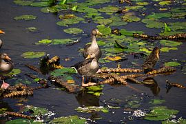 Hausgänse in den Sumpfgruben von Roel Timmermans