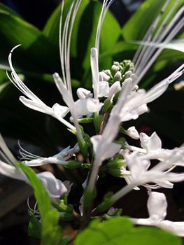 Elegantes weißes Katzenschnurrhaar blüht