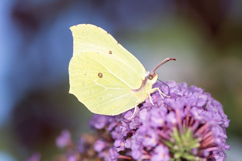 Macro of a lemon butterfly butterfly by ManfredFotos