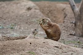 Ich will auch etwas von Heiko Kueverling