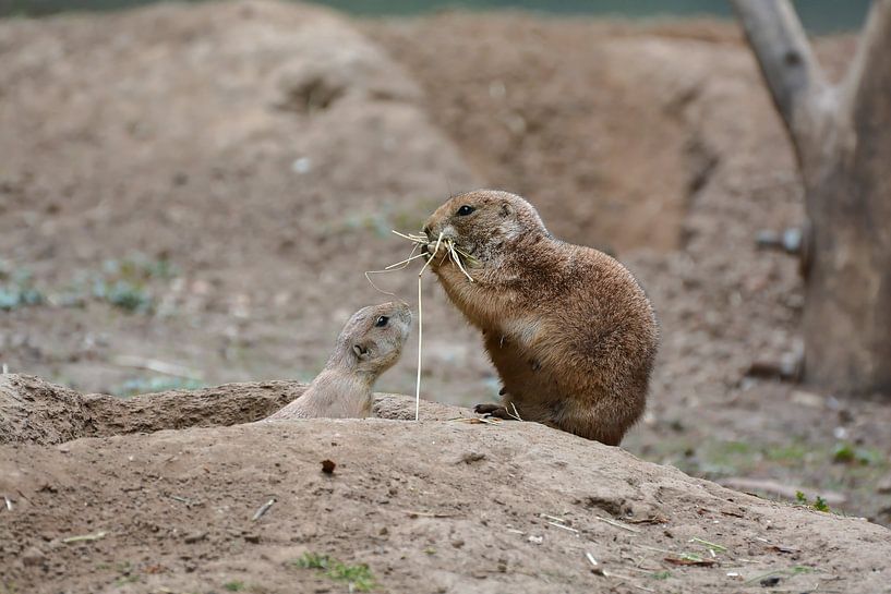 I also want something by Heiko Kueverling