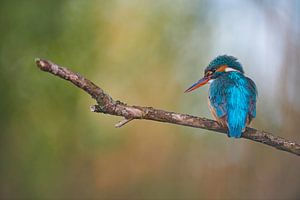 Kingfisher - Dreamland by Kingfisher.photo - Corné van Oosterhout