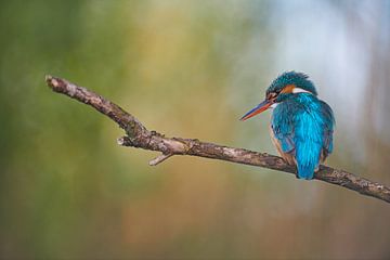 IJsvogel - Droomland van IJsvogels.nl - Corné van Oosterhout