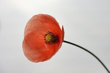 Gros plan sur un coquelicot rouge