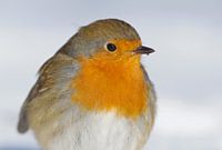 portret van Roodborst(je)