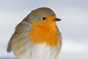 Porträt von Robin