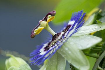 Passionsblume mit Regentropfen. von Marianne Twijnstra