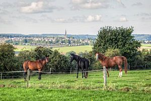 Pferde auf der Wiese mit Blick auf Vijlen von John Kreukniet