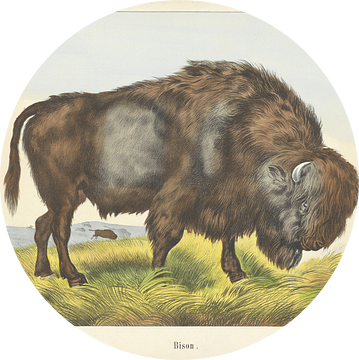 Bison, Firma Joseph Scholz, 1829 - 1880