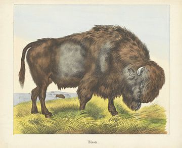 Bison, firme Joseph Scholz, 1829 - 1880