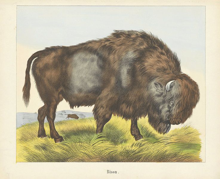 Bison, firme Joseph Scholz, 1829 - 1880 par Gave Meesters