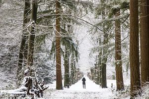 Winter im Zeister Wald, Utrecht Ridge