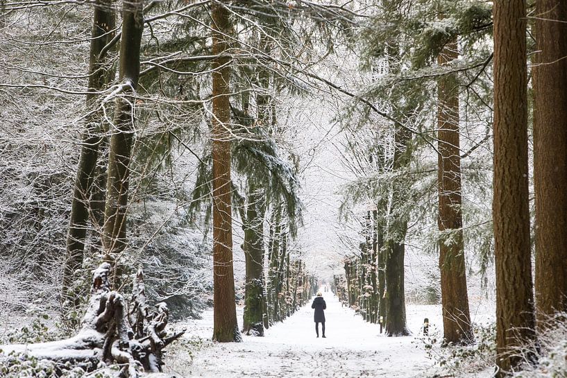 Winter in het Zeister bos, Utrechtse heuvelrug van Peter Haastrecht, van