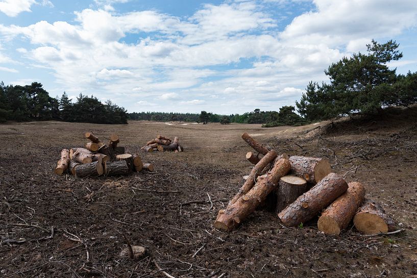 Boomstammen op de Veluwe von Cilia Brandts