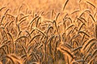 the golden sunlight against a wheat field.