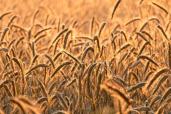 das goldene Sonnenlicht gegen ein Weizenfeld.