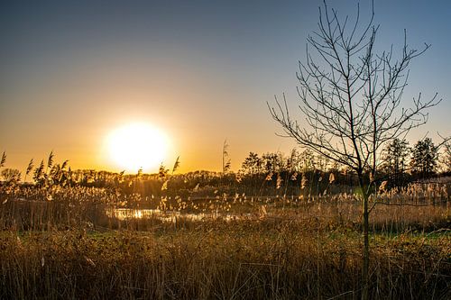 Setting sun at Riels Laag