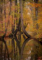Twickel Trees