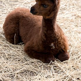 cute brown fluffy baby alpaca rests in straw by W J Kok