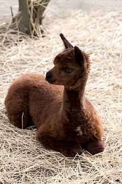 schattige bruine fluffy baby alpaca rust in stro