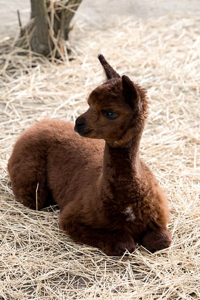 mignon bébé alpaga brun duveteux se repose dans la paille par W J Kok