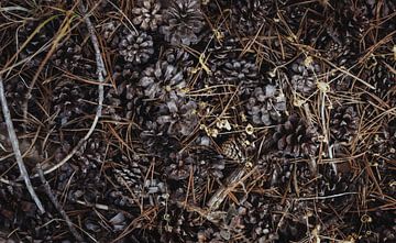 Dennenappels op de grond in het bos | Reisfotografie fine art foto print | Californië, U.S.A. van Sanne Dost