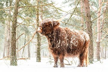 Bétail écossais Highlander dans la neige en hiver sur Sjoerd van der Wal Photographie