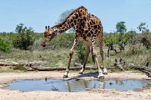 Giraffe (Giraffa camelopardalis) Mann, der aus einem Teich trinkt