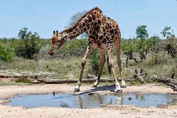 Giraf (Giraffa camelopardalis) man drinkend uit een waterplas van Nature in Stock